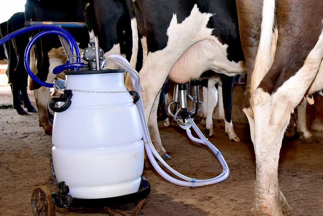 Close em ordenha de vaca de leite, fazenda leiteira