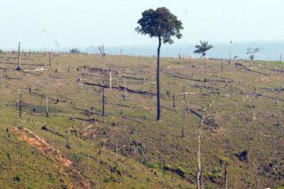 desmatamento na Amazônia
