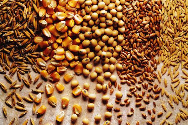 grãos, produção agrícola, FAO