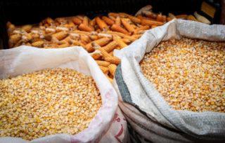 saca de milho em grão preço importação