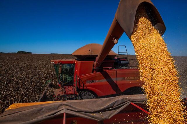 Colheitadeira depositando milho recém-colhido em caminhão. Ao fundo, vemos lavoura ainda em processo de colheita