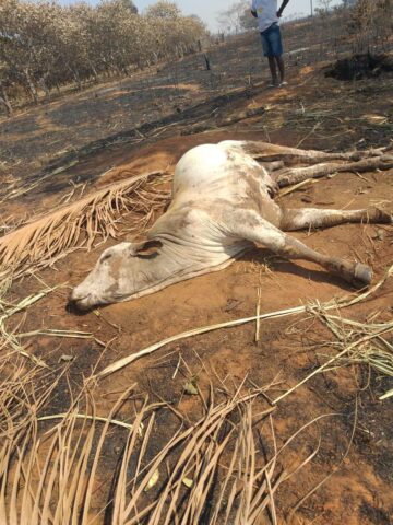 incêndio em assentamento mata animais