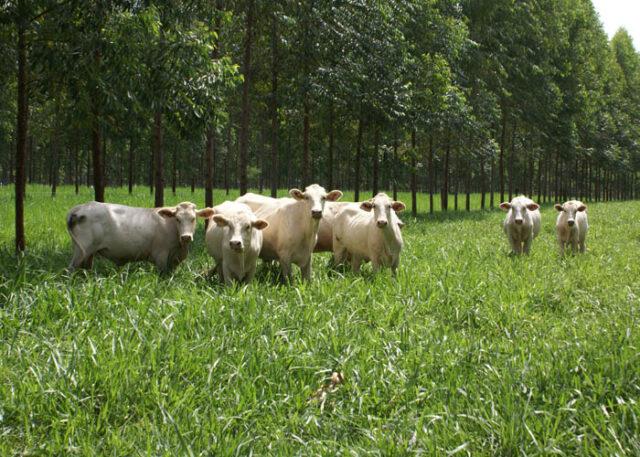 integração lavoura-pecuária-floresta